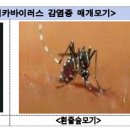 미주말리 이미지