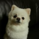 당당하개 이미지