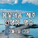 [마감] 봄꽃내음, 제주도 인생샷 명소 2박3일 이미지