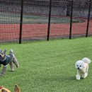 부산애견호텔 강아지유치원 맘바이 사하구점 | 사하구애견호텔 부산애견호텔 강아지유치원 맘바이 사하구점 찐이용 후기