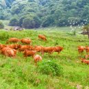 대곡목장 이미지