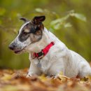 로얄도그 이미지