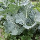 찬희농장 이미지