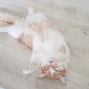 최오목