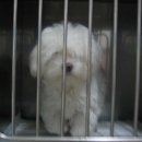 연서 동물병원 이미지