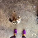 다포아라 이미지