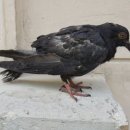 비둘기미용실 이미지