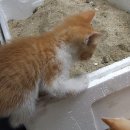 냥이와 양이 이미지