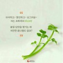 미나리