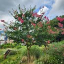 초안산 하늘꽃정원 | 서울 산책 코스 초안산하늘꽃정원 꽃구경