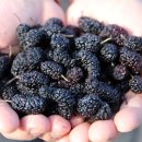 용우외가농장 이미지