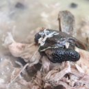 청산명가식당