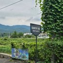 힐링독 | [내돈내산]애견 수영장이 있는 용인 애견카페 컨츄리독힐링파크 방문 후기