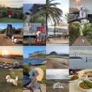 팡팡펜션 | 2025년 10월 팡팡이네 열번째 애견동반 제주여행 3박4일 코스정리