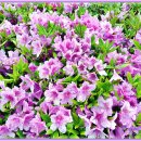 백운사 입구 좌측 이미지