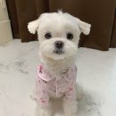 개님은 털빨 이미지