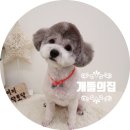 개들의 집 이미지