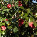 생영초등학교 이미지