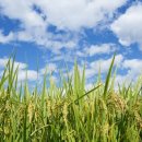 교동정미소 이미지