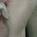 이윤권양한방동물병원 이미지