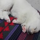 우리집 멍뭉 이미지