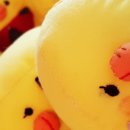 화장품나라 - 포항시 남구 중앙로77번길 5-6 | 화장품나라