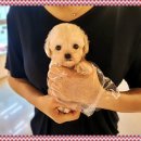 마마스미독 강아지분양 대전점 이미지