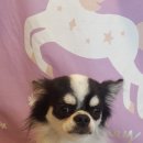 까끼애견미용 이미지