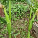 해변의 꿈 이미지