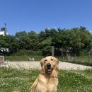 도그트리 | 맞벌이 부부의 선택, 포지티브도그트레이닝 용인 애견유치원 솔직 후기 🐾