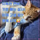 변비, 설사에 좋은 딥톡 플러스 먹고 장 건강&amp;면역력까지 챙겨요.