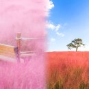 "분홍색 파도가 정말 아름답다"... 최근 사진 배경으로 가장 인기 있는 핑크뮬리 명소 이미지