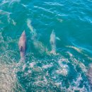 제주 돌고래 이미지