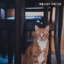 디캣 | [서울 귀여운 고양이 카페추천] 랙돌고양이 카페 디캣 디캣, 귀여운 고양이와 힐링