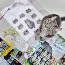 깃털동물상점 | 고양이 캣페어 2026년 6월 궁디팡팡 at센터 일요일 오픈런, 보레알 로우즈 아카나 시그니처바이 강집사...