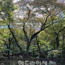 오등동 왕벚나무 이미지