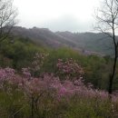 진달래축산 Daum카페