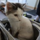 고양이 미용실 방울선생 이미지