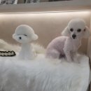 마이온펫