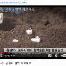 꿈꾸는 굼벵이