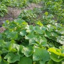 감나무골농장 이미지