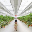 알로3 농장 | 춘천 가볼만한곳 35개월 아기랑 딸기 체험 농장알로록 다녀온 후기