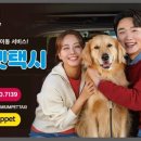 양평애견택시 이미지