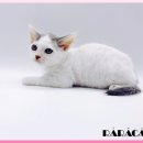 고양이 분양 제나캣 울산점 이미지