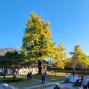 오목대대여소 | 전주향교(은행나무) 전주한옥마을 방문후기