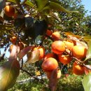 월하농장 이미지