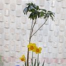 민플라워 이미지