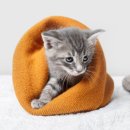 나라 동물병원 이미지