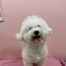 댕로하 애견유치원&애견미용 이미지