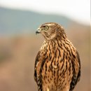 매사냥체험홍보관 이미지